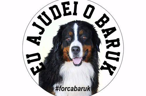 Campanha nas redes busca doações para operar cachorro