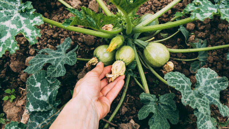 Price of pumpkin has raised rapidly